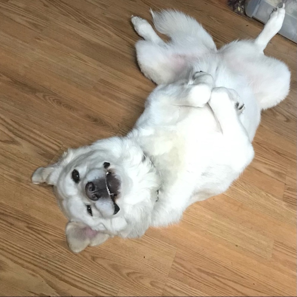 Meet your Posher, Pamela